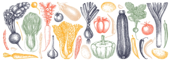 Hand-sketched Vegetable collection. Vector set of hand drawn tomatoes, squashes peppers, asparagus, potatoes, asparagus drawings. Vintage plants elements in engraved style. Vegetables outlines set.